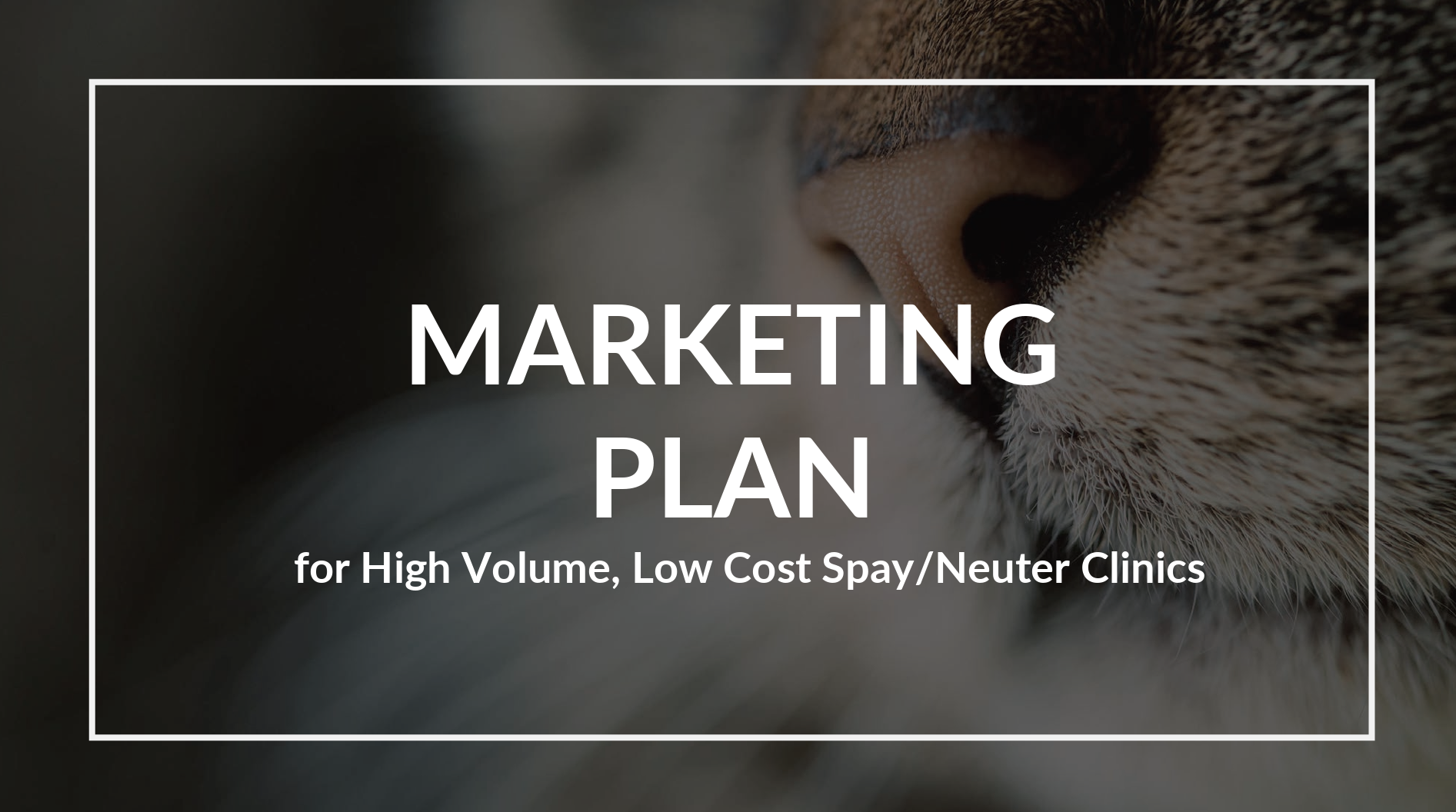 spay_la_marketing_plan